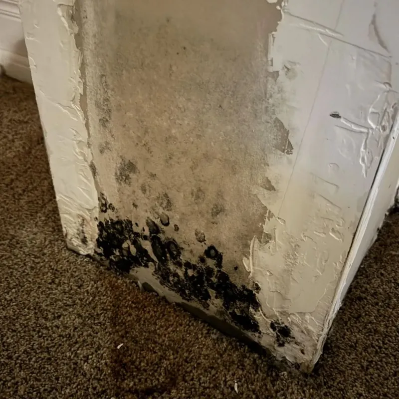 Professional Mold Removal in Warm Springs, MT